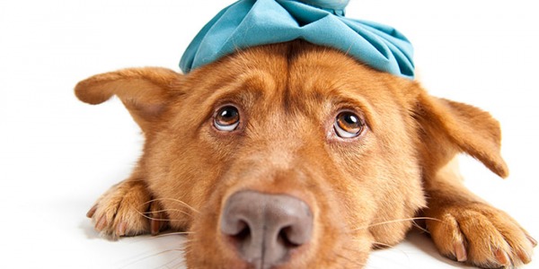 Cómo saber si tu perro tiene fiebre